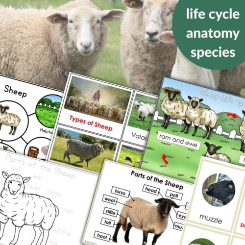 Parts of a Sheep Life Activities" features vivid diagrams and photos illustrating sheep anatomy, labeled parts, life cycle, species types, and descriptive text about sheep life activities. Montessori Nature Printables