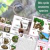 Sloth Life Cycle and Parts of a Sloth Activities - Montessori Nature