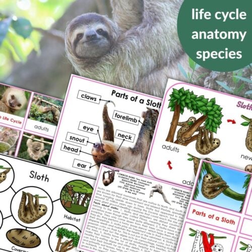 Parts of a Sloth Life Cycle Activities includes worksheets on sloth anatomy, life cycle, habitats, species facts, and a photo of a sloth in a tree—great for fun and engaging classroom or at-home learning. Montessori Nature Printables