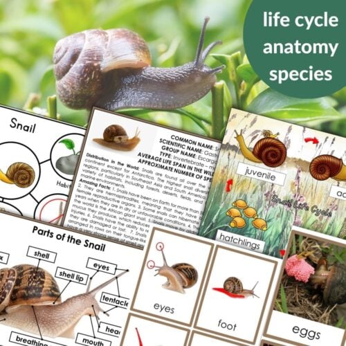 Parts of a Snail Life Cycle Activities features diagrams, anatomy charts, labeled parts, development stages, and a live snail photo under “life cycle, anatomy, species”—ideal for snail classroom activities. Montessori Nature Printables