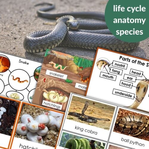 A collage showcasing Parts of a Snake Life Cycle Activities, with diagrams of the life cycle, anatomy, eggs, and photos of various snake species. Montessori Nature Printables