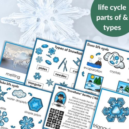 The "Snowflake Life Cycle Types of Snowflakes Snow Life Cycle Bentley" infographic features detailed diagrams of snowflake types, the life cycle and melting process, plus a highlight on Wilson Bentley’s famous snowflake photography. Montessori Nature Printables