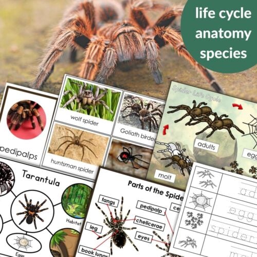 Parts of a Spider Life Cycle Activities: A collage of spider diagrams, tarantula and species photos, anatomy labels, life cycle illustrations, and worksheet-style activities for learning about spiders. Montessori Nature Printables
