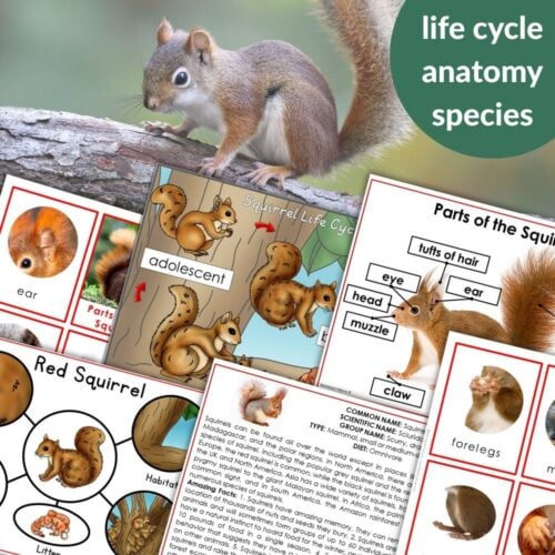 Parts of a Squirrel Life Cycle Activities features a collage of squirrel images, labeled anatomy diagrams, life cycle stages, and informative text—perfect for engaging students in squirrel life cycle learning activities. Montessori Nature Printables