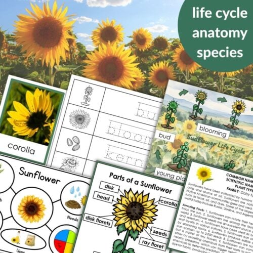 Parts of a Sunflower Life Cycle Activities features diagrams, worksheets, and photos on sunflower parts and their life cycle, all set against a vibrant sunflower field background. Montessori Nature Printables
