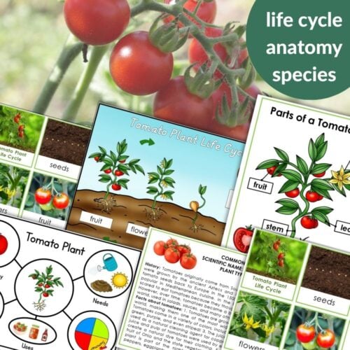 Parts of a Tomato Plant Life Cycle Activities features engaging illustrations and photos to teach about tomato plant parts—seeds, stem, leaves, flowers, fruit—and the full life cycle. Montessori Nature Printables