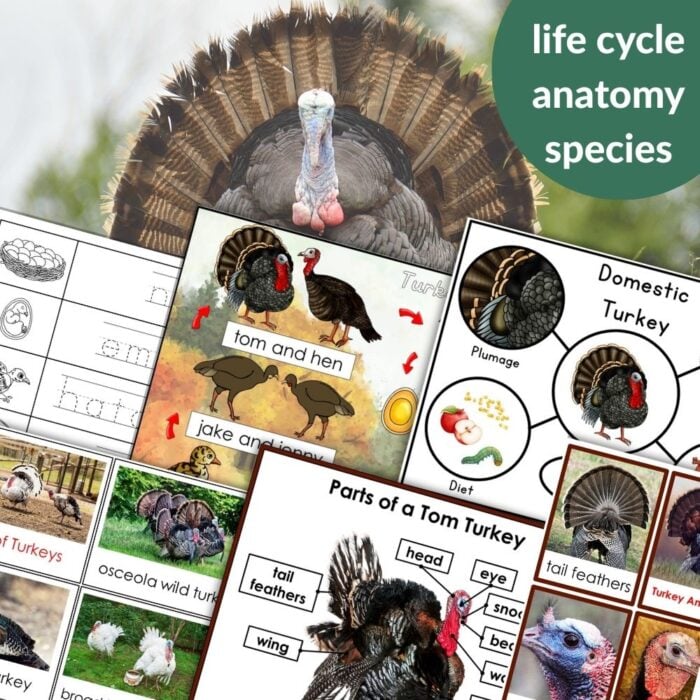Parts of a Turkey Life Cycle Activities features educational materials like turkey images, life cycle diagrams, anatomy charts, and species comparisons—ideal for teaching turkey life cycles, anatomy, and species differences. Montessori Nature Printables