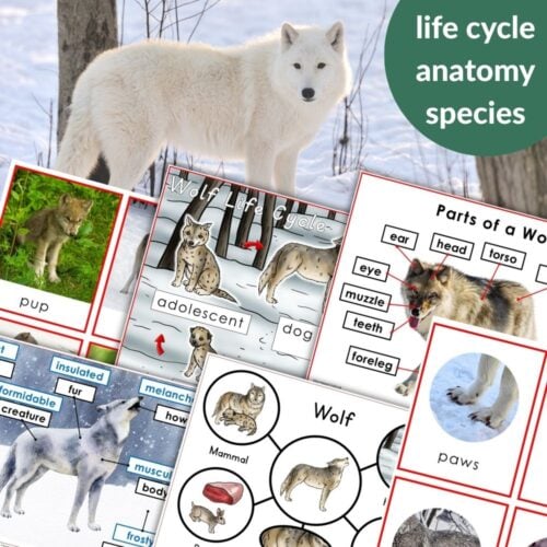 Parts of a Wolf Life Cycle Activities: Educational collage featuring a white wolf photo, life cycle illustrations, anatomy diagrams with labeled parts, and images for learning. Montessori Nature Printables