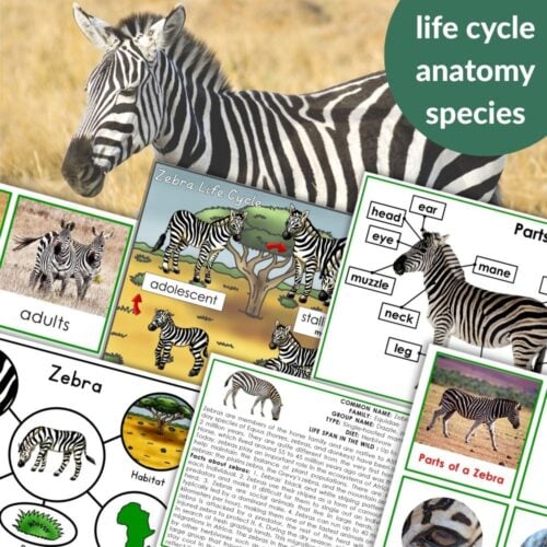 Parts of a Zebra Life Cycle Activities features a collage with zebra anatomy diagrams, life cycle stages, labeled parts, and educational info—ideal for zebra activities and learning about the zebra life cycle. Montessori Nature Printables