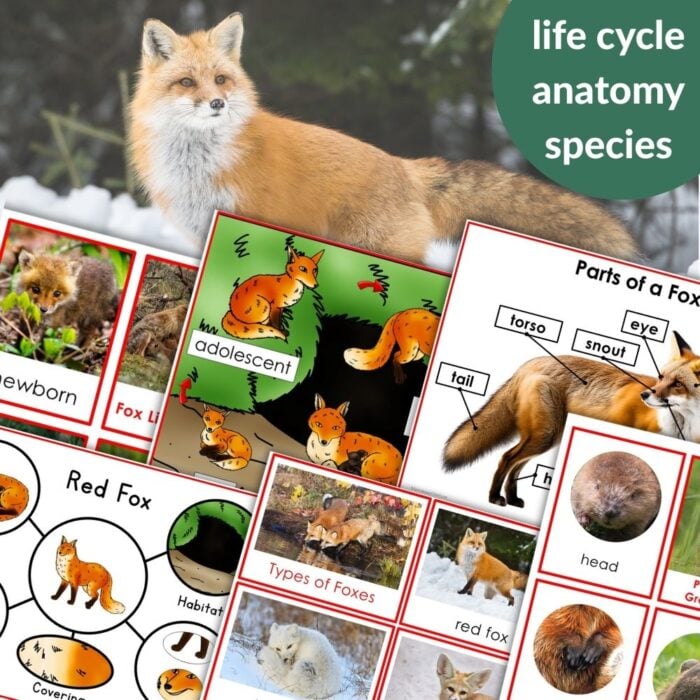 A collage from "Parts of a Fox Life Cycle Activities" shows a red fox, labeled fox anatomy diagrams, images of life cycle stages, and various fox species, with a green label reading "life cycle, anatomy, species. Montessori Nature Printables