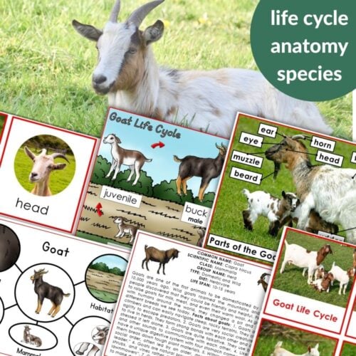 Collage featuring the "Parts of a Goat Life Cycle Activities" product with images of goats, educational materials on goat activities, life cycle, anatomy, labeled diagrams of goat parts, and detailed information. Montessori Nature Printables
