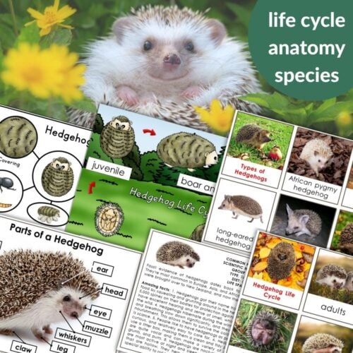 Parts of a Hedgehog Life Cycle Activities includes hedgehog photos, anatomy diagrams, life cycle chart, and species facts—ideal for educational activities and exploring the hedgehog life cycle. Montessori Nature Printables