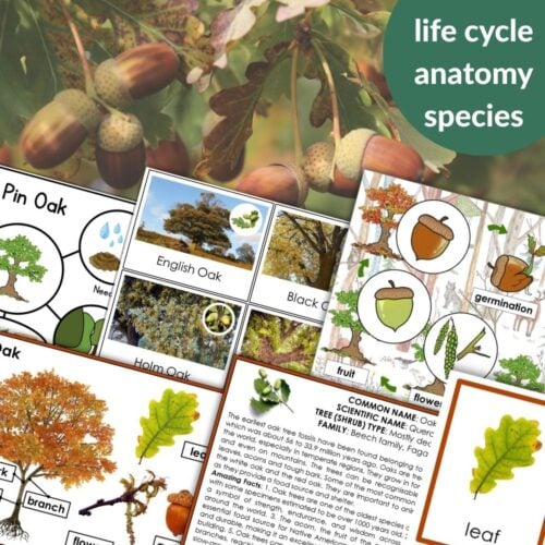 Parts of an Oak Tree Life Cycle Activities features educational posters with diagrams of the oak tree life cycle, anatomy, species, and labeled photos of leaves, acorns, and parts—plus text overlays highlighting key topics and activities for learners. Montessori Nature Printables