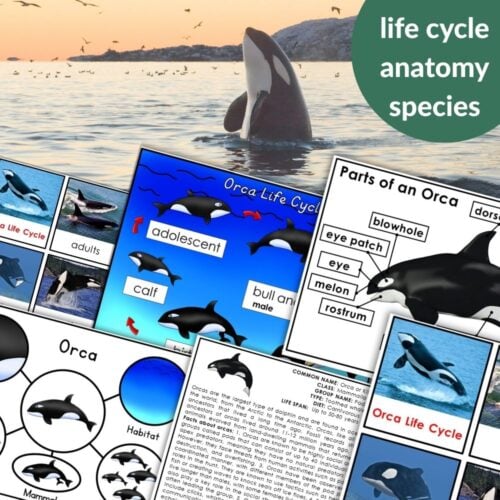 An orca breaches above engaging "Parts of an Orca Life Cycle Types of Whales Activities," featuring educational worksheets on the orca life cycle, anatomy, whale types, species, and habitat. Montessori Nature Printables