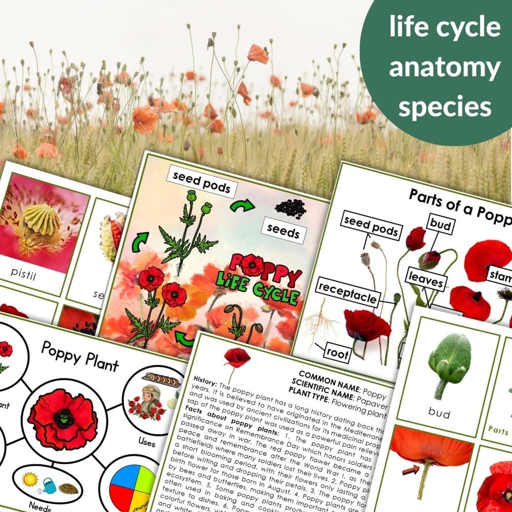 Parts of a Poppy Flower Life Cycle Activities includes labeled diagrams and illustrations teaching poppy anatomy, life cycle, and plant parts, all showcased with vibrant images of blooming poppy fields. Montessori Nature Printables