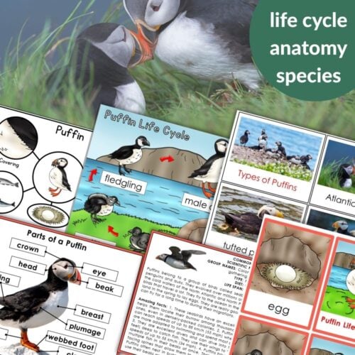 The "Parts of a Puffin Life Cycle Activities" set includes diagrams of puffin anatomy, species differences, the life cycle, labeled parts, and fun puffin activities, all with engaging visuals that feature puffins in the background. Montessori Nature Printables