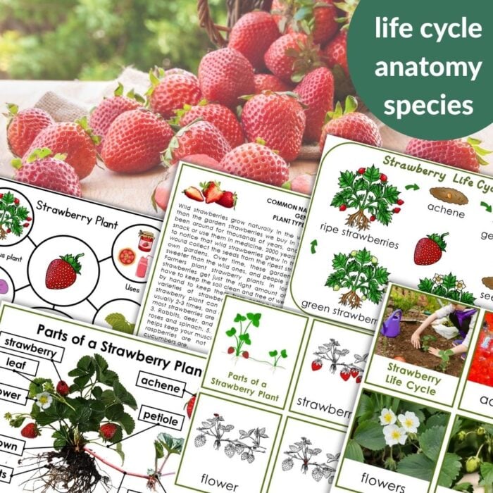 Parts of a Strawberry Life Cycle Activities displays educational materials with life cycle diagrams, plant anatomy, species info, and ripe strawberry photos—ideal for engaging strawberry-themed lessons and activities. Montessori Nature Printables