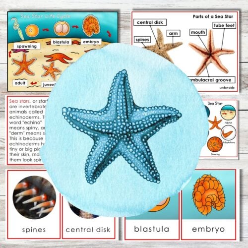 The Sea Star Life Cycle Parts of Starfish Pack Marine Biology features diagrams and illustrations with key terms like spines, central disk, blastula, and embryo—ideal for marine biology studies. Montessori Nature