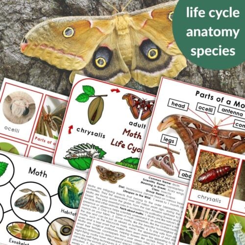 Moth Life Cycle Parts of a Moth: Educational collage with life cycle diagrams, labeled moth anatomy, species info, and a close-up showing a moth's vivid eyespot wing patterns. Montessori Nature Printables