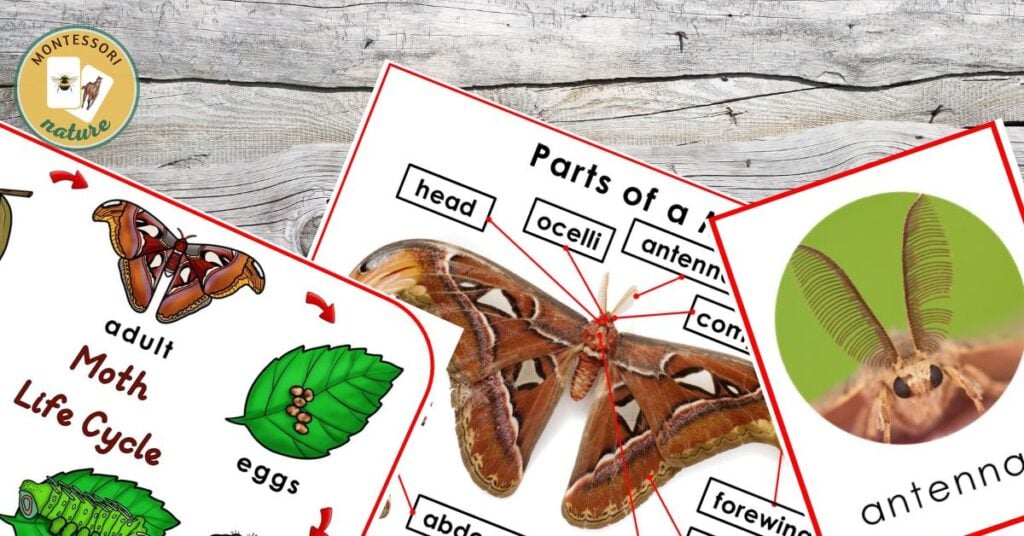 Moth life cycle parts of anatomy 3 part cards facts sort montessori nature printables primary kindergarten elementary spring summer insects