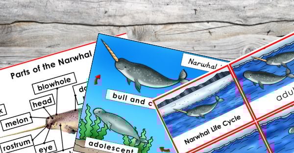 Parts of a Narwhal and Life Cycle Learning Printables and Activities