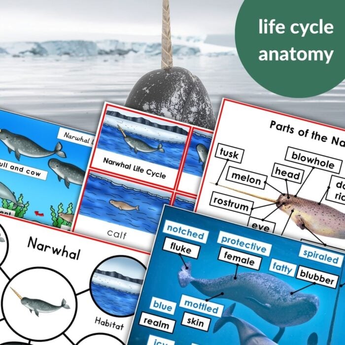 A collage for "Parts of a Narwhal Life Cycle Activities" shows narwhal worksheets with life cycle diagrams, anatomy, and habitat tasks, overlaid on a photo of a narwhal swimming in icy water. Montessori Nature Printables