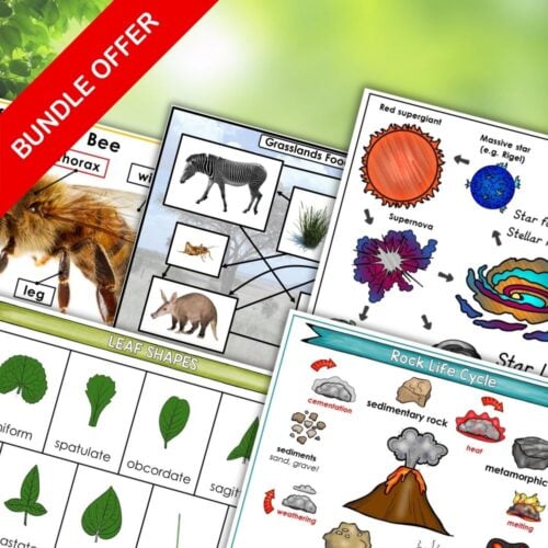 A collage of science worksheets on leaf shapes, bee anatomy, food chains, rock cycles, and supernovas with a "BUNDLE OFFER" banner—perfect for your Nature Curriculum in Cards Bundle!. Montessori Nature Printables