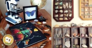 Two pictures of a desk featuring a microscope and an exquisite collection of shells in a homeschool nature display.