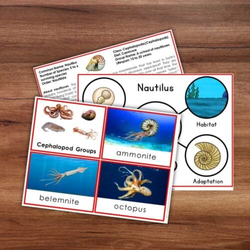 Parts of a Nautilus Types and Life Cycle educational cards, featuring illustrations and information on habitat, adaptations, life cycle stages, and related cephalopod species like ammonite, belemnite, and octopus, displayed on a wooden surface. Montessori Nature Printables