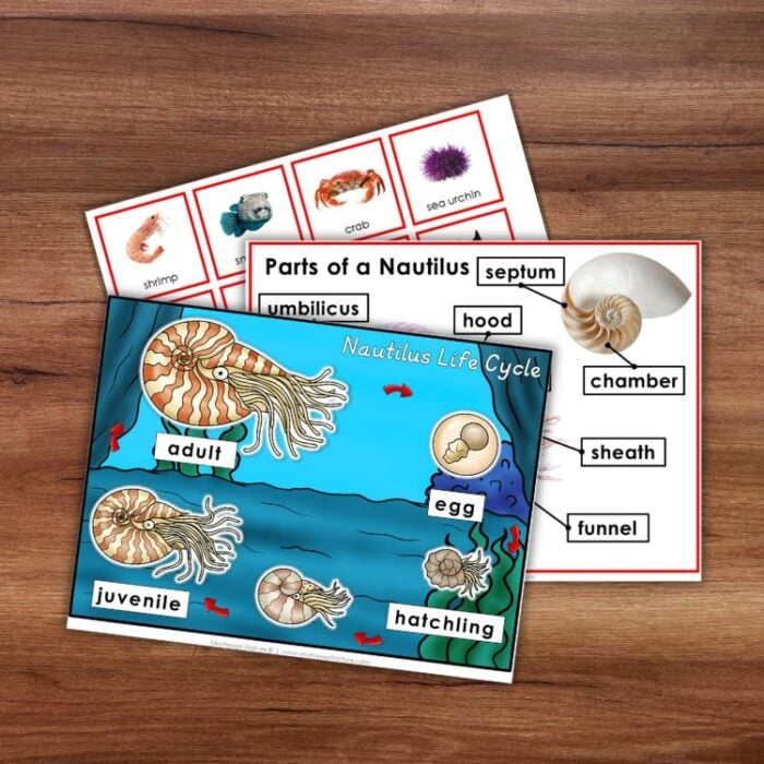 Parts of a Nautilus Types and Life Cycle - Image 4