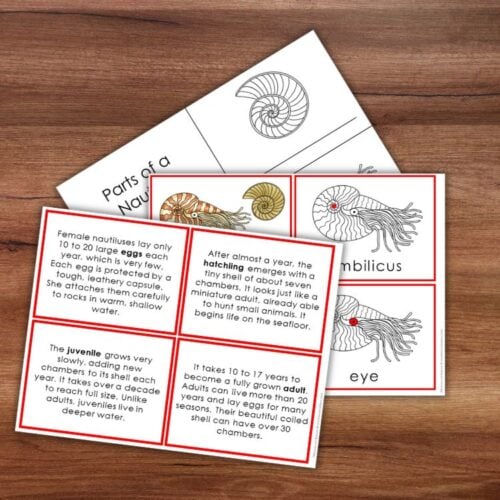 Parts of a Nautilus Types and Life Cycle" features educational cards arranged on a wooden surface, each displaying labeled diagrams and text boxes that explain the anatomy and life stages of nautiluses, including juveniles, eggs, hatchlings, and adults. The detailed illustrations highlight different nautilus parts and provide a comprehensive overview of the entire nautilus life cycle. Montessori Nature Printables
