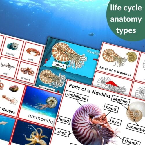Parts of a Nautilus Types and Life Cycle