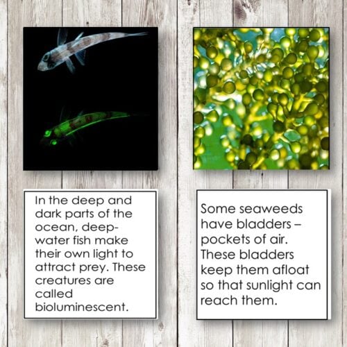 Two image cards from Ocean Biome Animal Plant Adaptations Research Forms show a bioluminescent fish and green seaweed with air bladders, detailing unique animal and plant adaptations in the ocean biome. Montessori Nature Printables