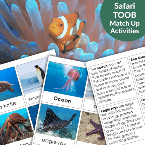 Pacific - Ocean Animals - Safari TOOB Compatible 3 Part Cards & Facts feature images and facts about a clownfish, sea turtle, penguin, jellyfish, and eagle ray—perfect educational cards for ocean learning activities. Montessori Nature Printables