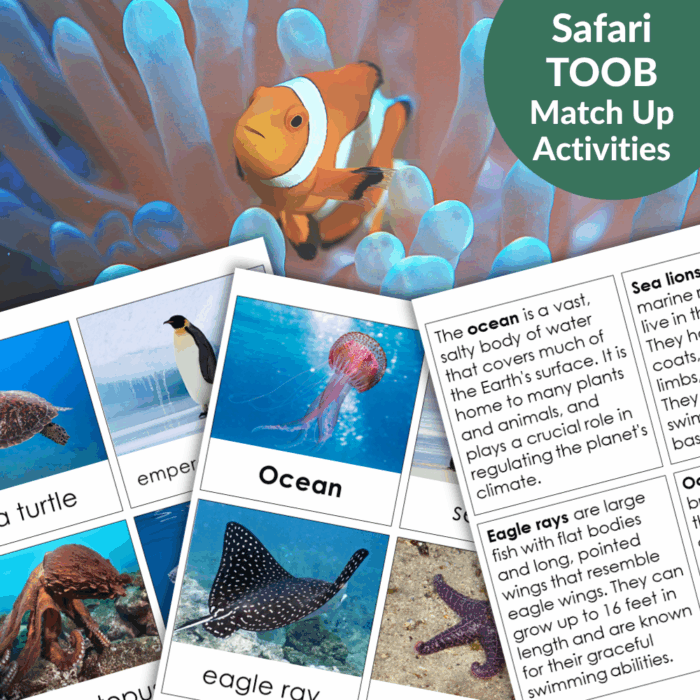 Pacific - Ocean Animals - Safari TOOB Compatible 3 Part Cards & Facts feature images and facts about a clownfish, sea turtle, penguin, jellyfish, and eagle ray—perfect educational cards for ocean learning activities. Montessori Nature Printables