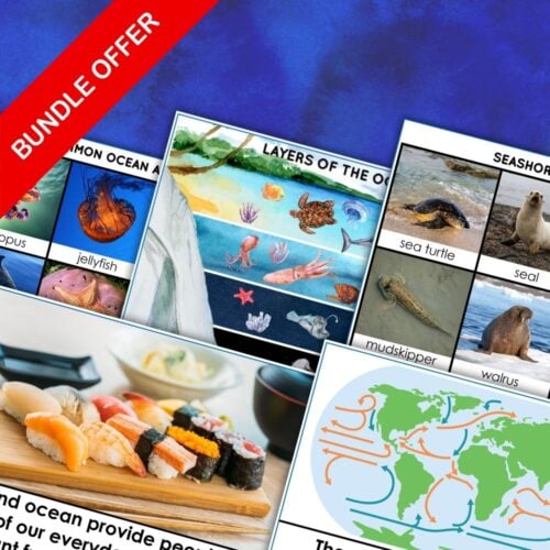 Collage of educational materials about the ocean biome with info cards, images of ocean animals and plants, ocean layers, and maps, labeled "Ocean Biome Activities Animals Plants Types Layers of Ocean Facts Bundle" by Montessori Nature. Montessori Nature Printables
