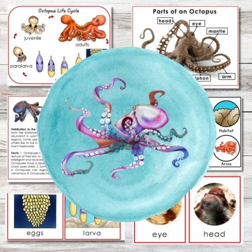 A watercolor octopus illustration on a blue plate is surrounded by educational cards about octopuses—life cycle, anatomy, habitat, and close-ups—all featured exclusively in our Membership Hub for Premium Membership holders. Montessori Nature