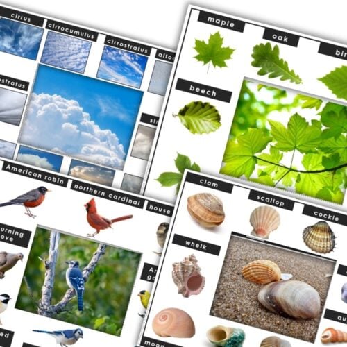 The Outdoor Nature STEM Activity: I Can Name It Identifiers includes charts of cloud types, tree leaves, birds, and seashells on sand—ideal for interactive learning and nature exploration. Montessori Nature Printables