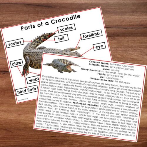 Parts of a Crocodile Life Cycle Activities - Montessori Nature