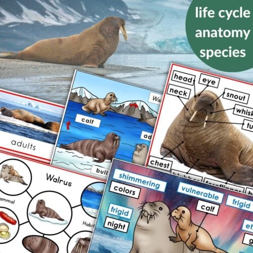 Parts of a Walrus Life Cycle Activities