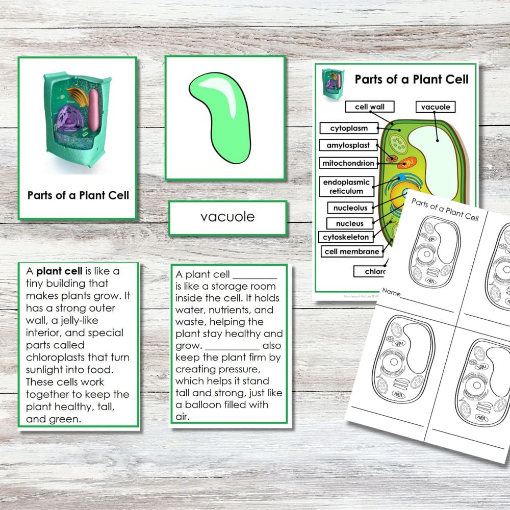 The Parts of a Plant Cell 3-Part Cards Information Chart Student Book features labeled diagrams, a 3D model, vocabulary cards, and coloring worksheets displayed on a light wooden surface. Montessori Nature Printables