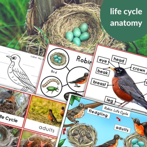 Parts of an American Robin Life Cycle Activities