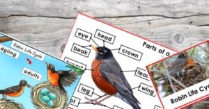 Diagram and photos of the American Robin showing its life cycle, anatomy labeled with parts, and a robin feeding chicks in a nest on a wooden background—perfect for Robin Life Cycle learning activities. Montessori Nature Printables
