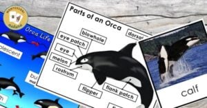 Explore Types of Whales with kids using the “Parts of Orca Life Cycle Types of Whales Nomenclature 3 Part Cards Facts,” featuring an orca parts diagram, life cycle chart, and a calf jumping photo. Montessori Nature Printables