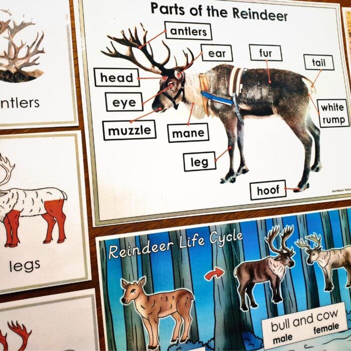 The "Parts of Caribou Reindeer Life Cycle Types Nomenclature 3 Part Cards Facts" set includes educational posters and cards labeling reindeer parts, life cycle stages, and vocabulary such as antlers, muzzle, and hoof. Montessori Nature Printables