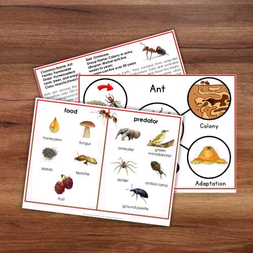 Ant Life Cycle and Anatomy Activities - Image 2