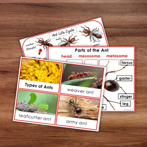 Ant Life Cycle and Anatomy Activities - Image 3