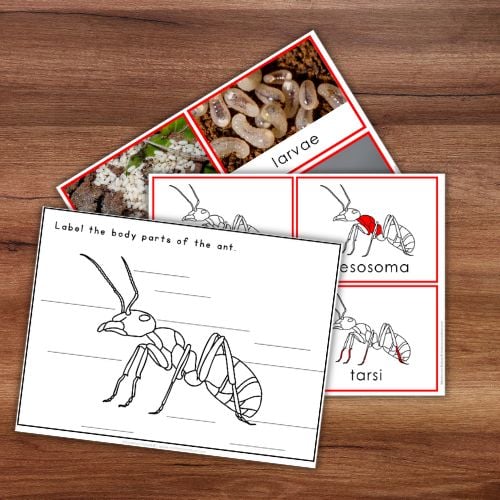 Ant Life Cycle and Anatomy Activities - Image 4