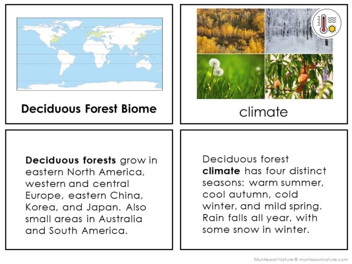 Parts of the Deciduous Forest Biome - Image 3