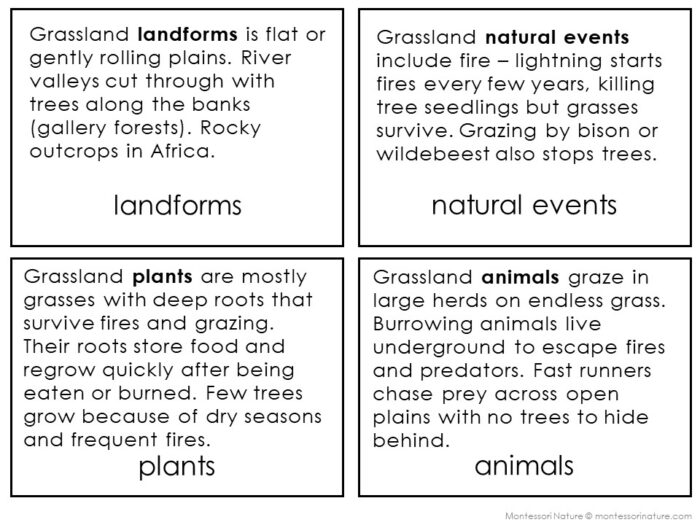 Parts of the Grassland Biome - Image 3